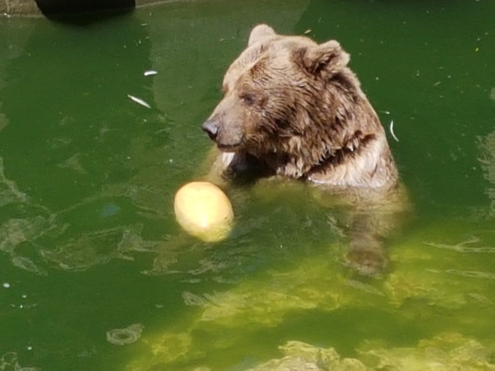 הדוב בני (צילום: גן החיות חיפה)