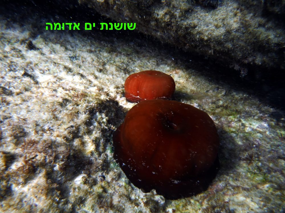שושנת ים אדומה (צילום: מוטי מנדלסון)