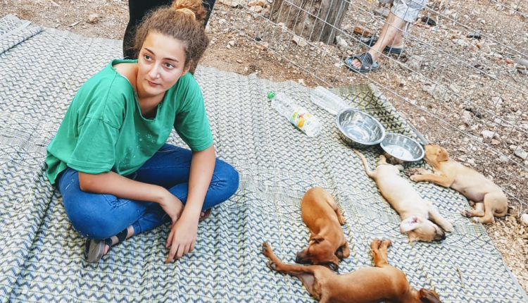 הפנינג אימוץ כלבים בקיבוץ יגור (צילום: מאיה שפירר)