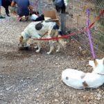 הפנינג אימוץ כלבים בקיבוץ יגור (צילום: מאיה שפירר)