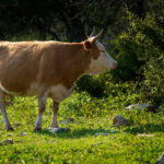 פרה (צילום: ירון כרמי)