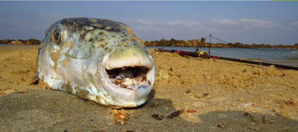 דג אבו נפחא (צילום: מוטי מנדלסון)