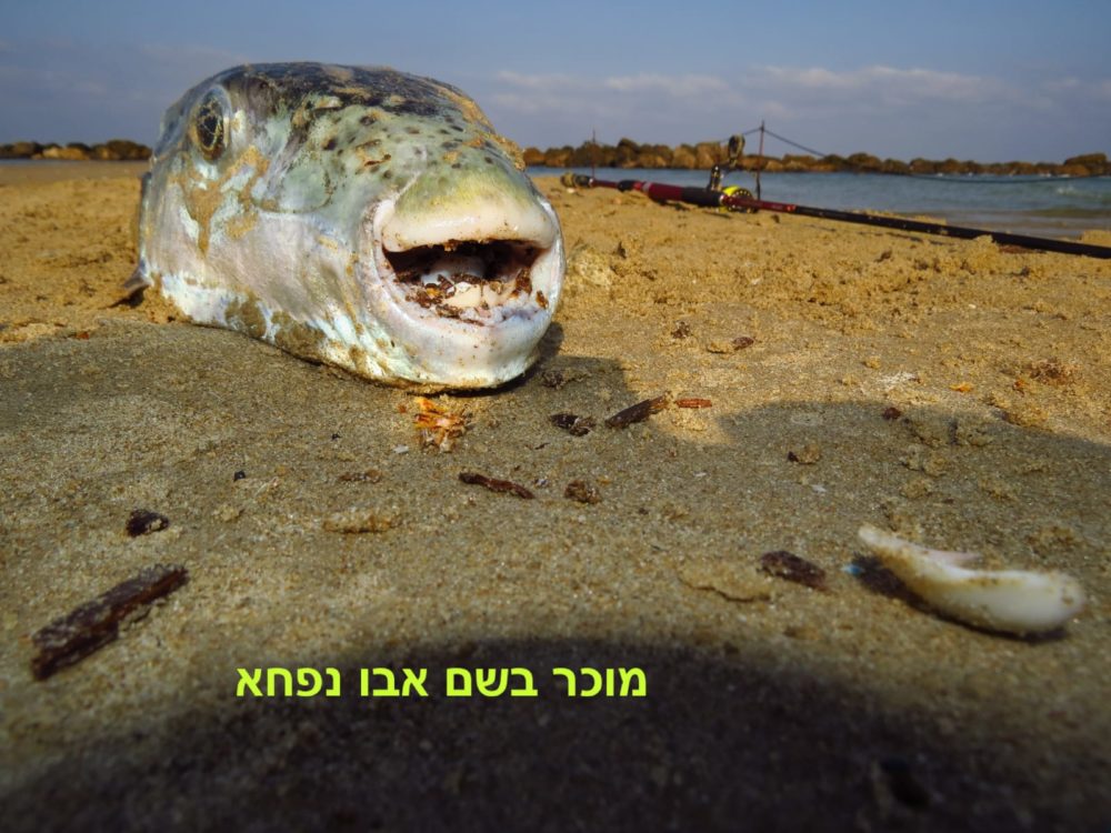 דג אבו נפחא (צילום: מוטי מנדלסון)