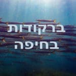 ברקודה בשמורת שקמונה בחיפה (צילום: שרה אוחיון)