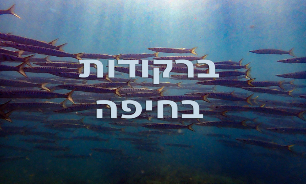 ברקודה בשמורת שקמונה בחיפה (צילום: שרה אוחיון)