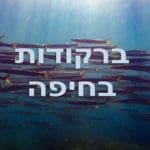 ברקודה בשמורת שקמונה בחיפה (צילום: שרה אוחיון)