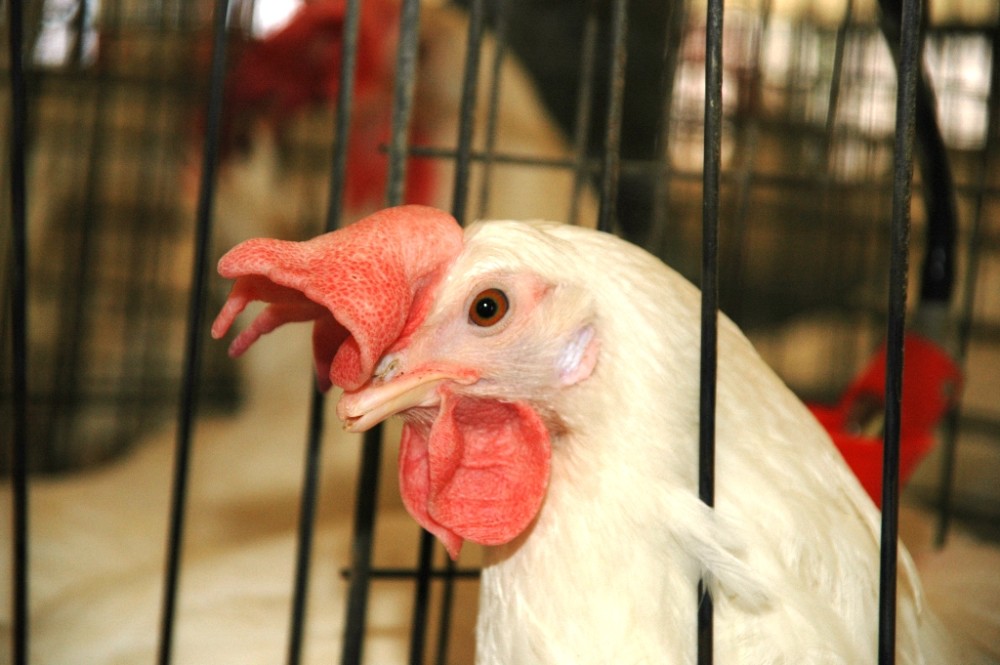 תרנגולת בכלוב מוקטן (צילום: אנונימוס לזכויות בעלי חיים)
