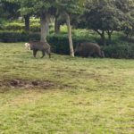 עדר חזירים פשט על גן שמואל בחיפה והבריח את התושבים • נזק כבד לדשא (צילום: חי פה)