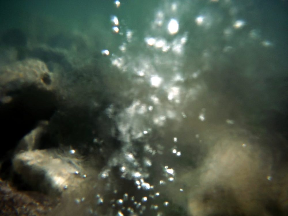 גז פורץ מבין האצות הנרקבות (צילום: מוטי מנדלסון)