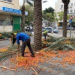 גיזום עצי תמר בעיר התחתית – חיפה (צילום: חי פה )