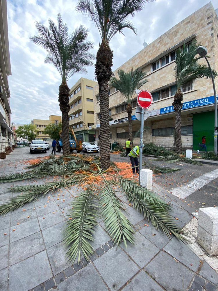 גיזום עצי תמר בעיר התחתית - חיפה (צילום: חי פה )