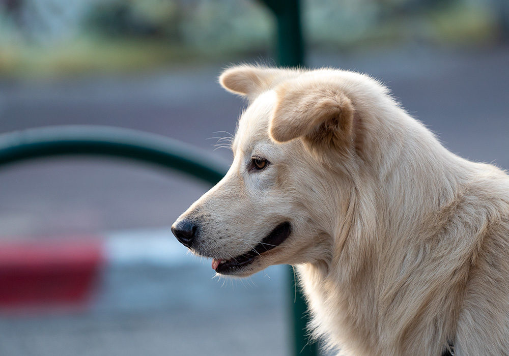 כלב (צילום: ירון כרמי)
