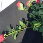 זר לזכרם • שיוט לזכרם של אסתר וראובן פלצור שנרצחו בקפריסין (צילום: קהילת שייטי הכרמל)