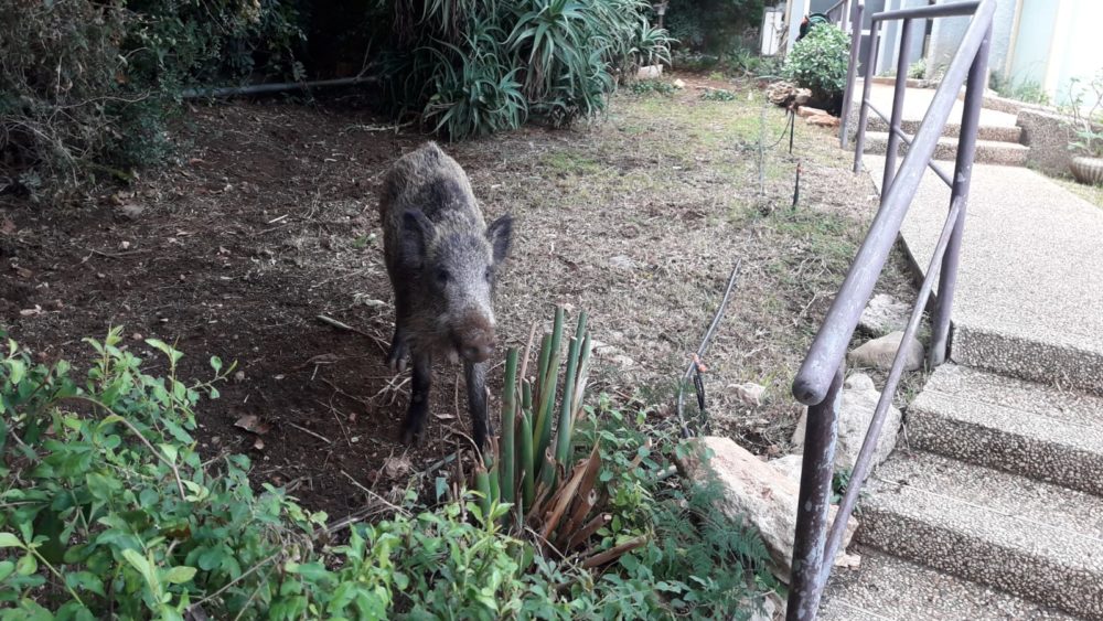 חזיר בר ליד בית ספר הרצל (צילום מעין)