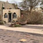 עץ שקרס בסערה – מסעדת הקדרים • הסערה הותירה הרס רב בטיילת חוף דדו בחיפה (צילום: ירון כרמי)