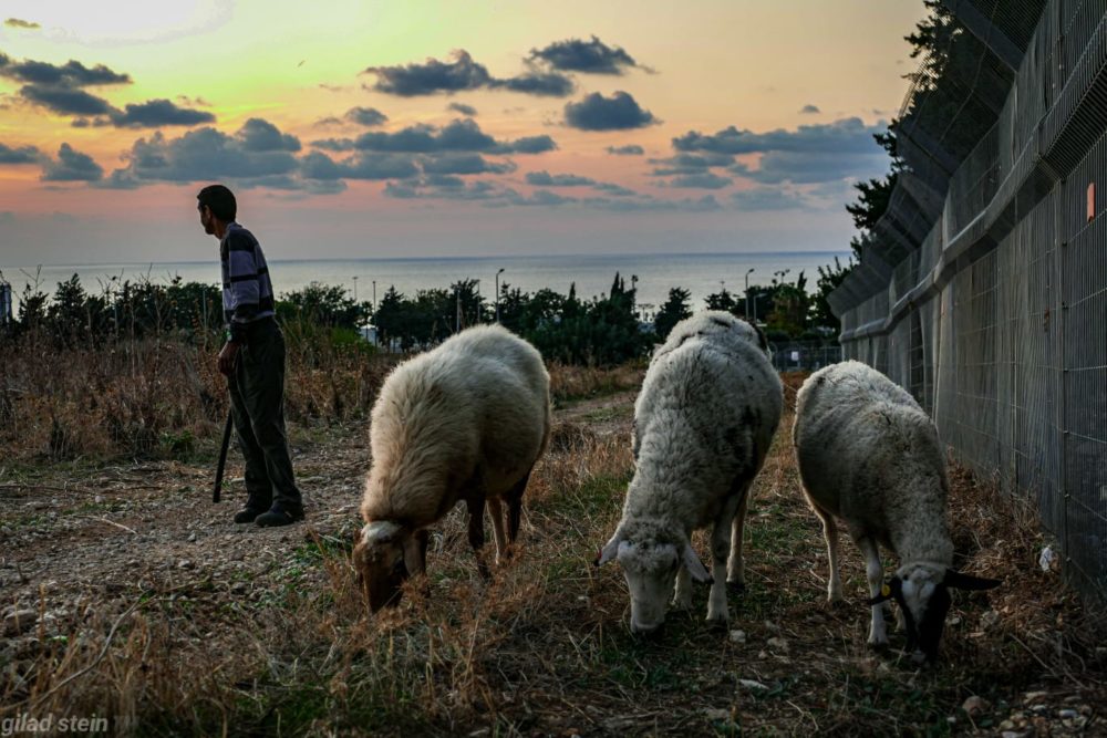 עדר כבשים רועה בסמוך לאכסניית הנוער הנטושה ומורדות הכרמל במערב חיפה (צילום: גלעד שטיין)