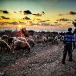 עדר כבשים בסמוך לאכסניית הנוער במערב חיפה (צילום: גלעד שטיין)