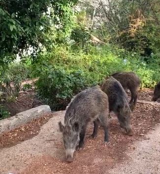 חזירי בר בחיפה (צילום: שמעון שימול)