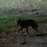 תן מחסל כלבים קטנים בכרמל הצרפתי בחיפה (צילום: ירון כרמי)