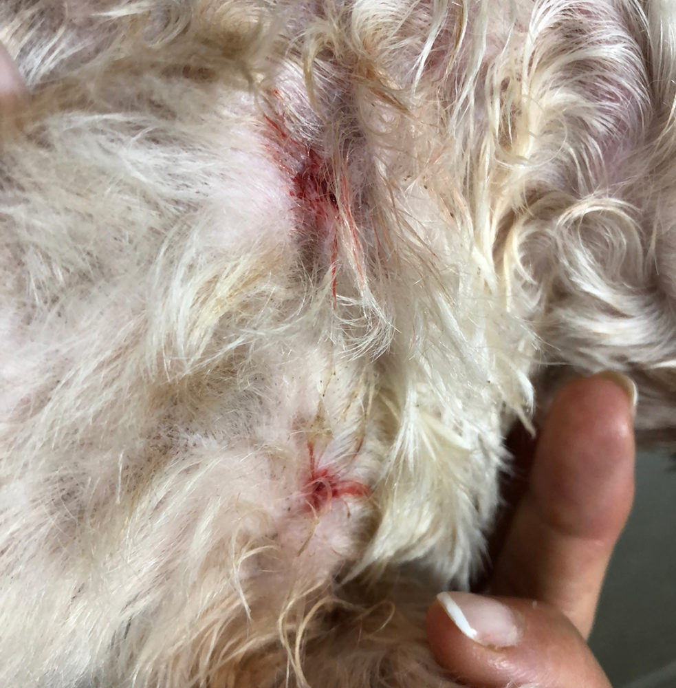 פצעי נשיכה מתן - כלבת שיצו - משי (צילום: ירון כרמי)