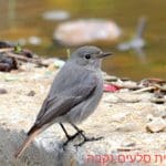 חכלילית הסלעים – נקבה • ציפורים על הכרמל (צילום: נביל נסראלדין)