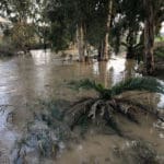 נחל הקישון גואה – קריית חרושת  (צילום: ירון כרמי)