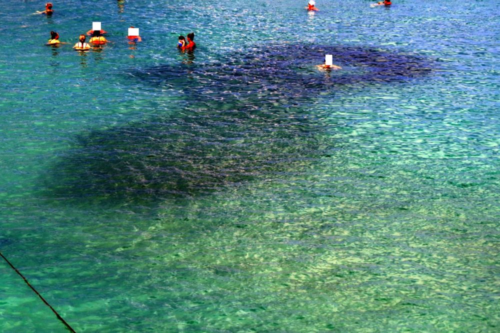 כתם שחור הנובע מלהקת סרדינים מתחת לרוחצים בחוף בת גלים חיפה (צילום: מוטי מנדלסון)