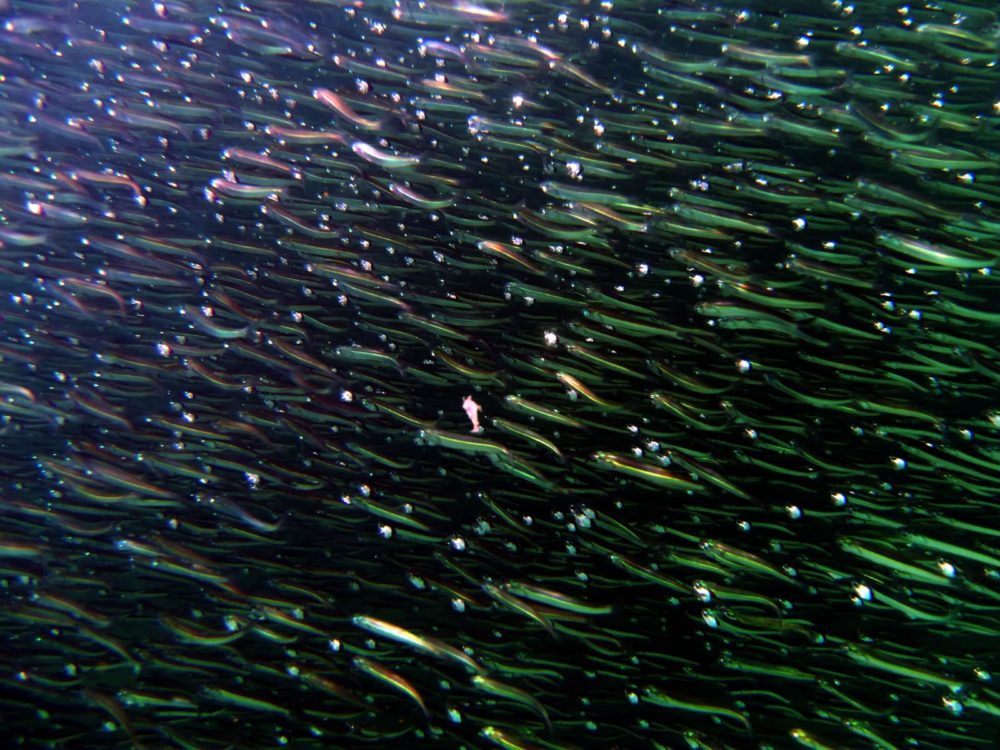 להקות דגים צפופות (צילום: מוטי מנדלסון)