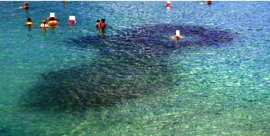 כתם שחור הנובע מלהקת סרדינים מתחת לרוחצים בחוף בת גלים חיפה (צילום: מוטי מנדלסון)