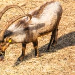 אוצרות הטבע בשמורה החיפאית (צילום: אביבה גלברט)