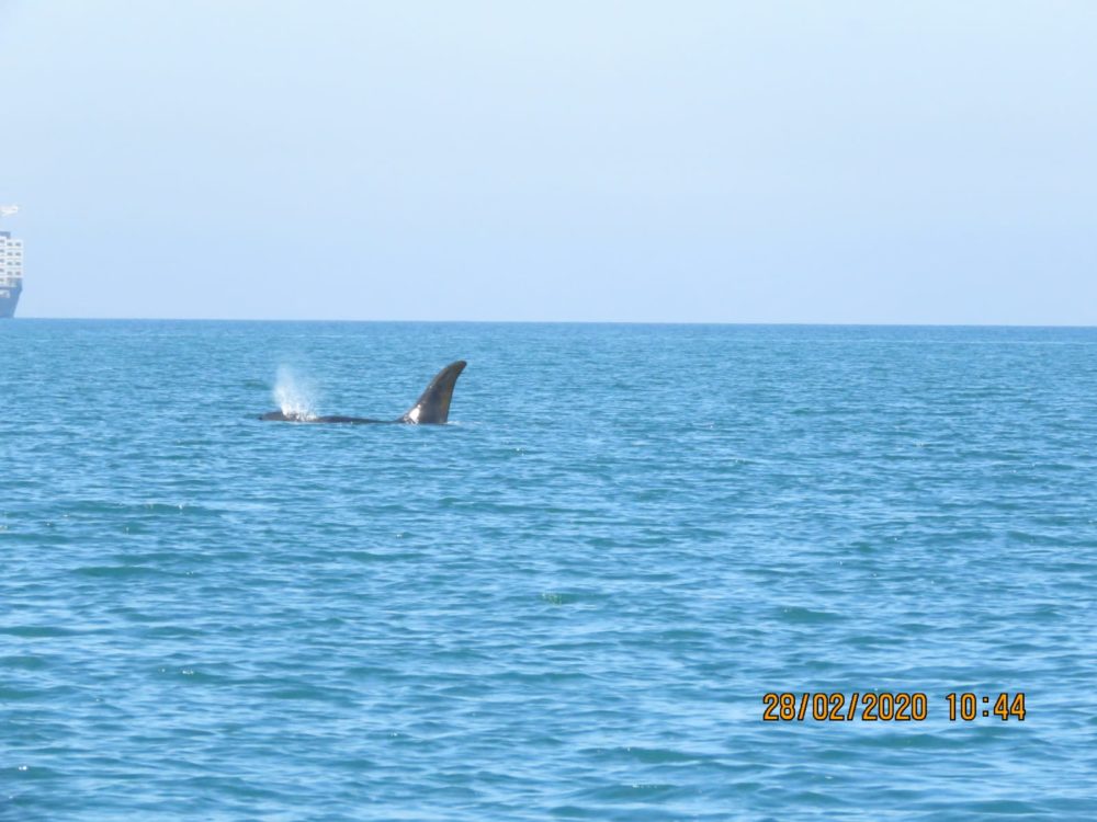 לווייתן קטלן ליד עכו (צילום: מנור גורי - רשות הטבע והגנים)