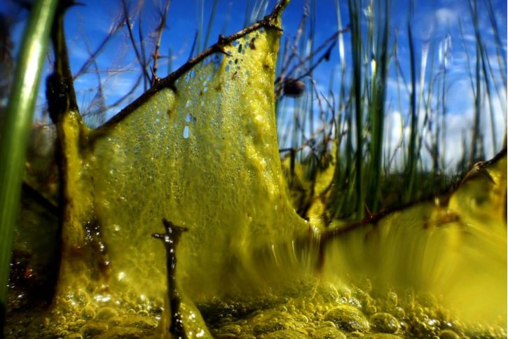 אצות תלויות על ענף, בעקבות ירידה במפלס, מראה יפיפה בביצה באשקלון (צילום: מוטי מנדלסון)