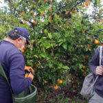 קטיף תפוזים עם השומר החדש בתקופת סגר הקורונה (צילום: ויטלינה מוחין)