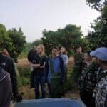 קטיף תפוזים עם השומר החדש בתקופת סגר הקורונה (צילום: ויטלינה מוחין)