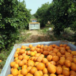 ארגזי תפוזים • קטיף עם השומר החדש בתקופת סגר הקורונה (צילום: ויטלינה מוחין)