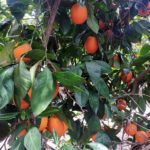 עץ תפוזים • קטיף עם השומר החדש בתקופת סגר הקורונה (צילום: ויטלינה מוחין)