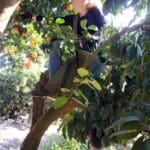 קטיף עם השומר החדש בתקופת סגר הקורונה (צילום: ויטלינה מוחין)