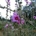 חוטמית זיפנית (צילום: מוטי מנדלסון)