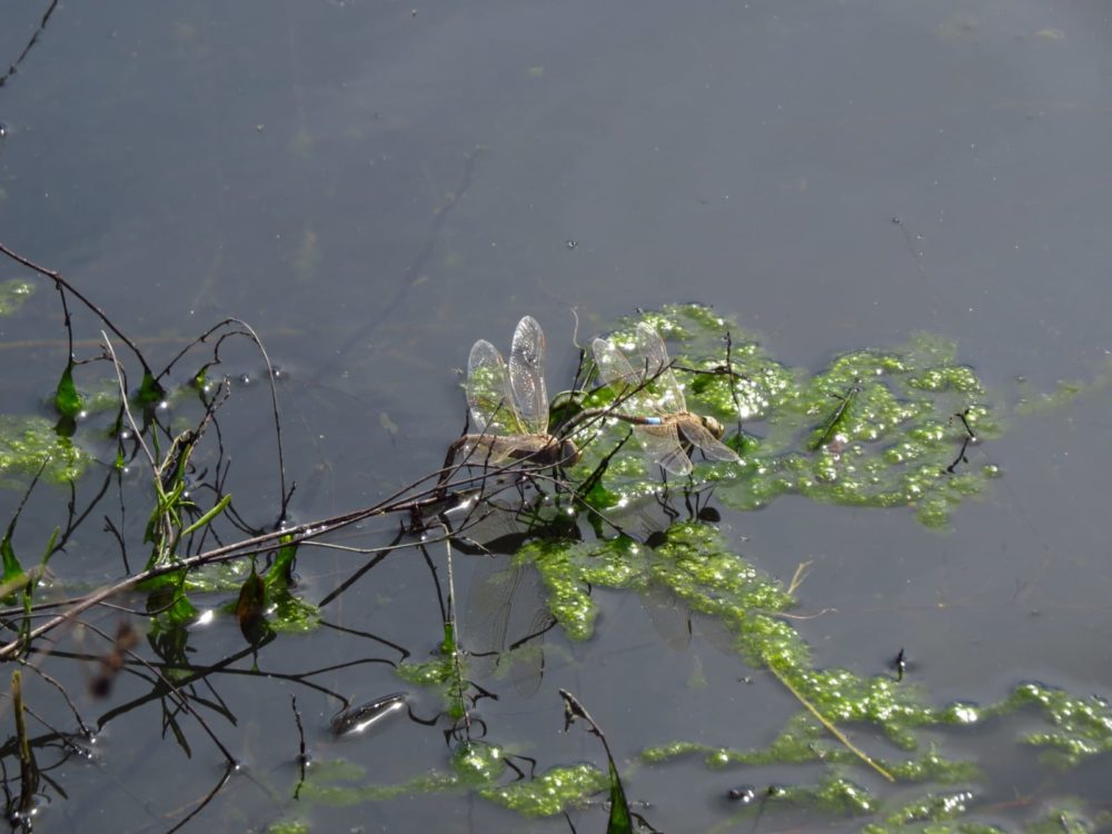 שפיריות (צילום: מוטי מנדלסון)