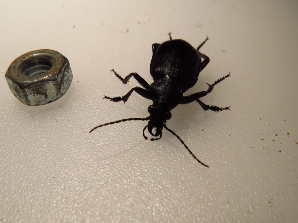 חיפושית רצה אוליביה (צילום: מוטי מנדלסון)