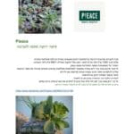 הצעה לרכישת קירות ירוקים – פרויקט הגינה הקהילתית ברחוב סירקין בחיפה (צילום: ניב אוז'לבו (עוז))