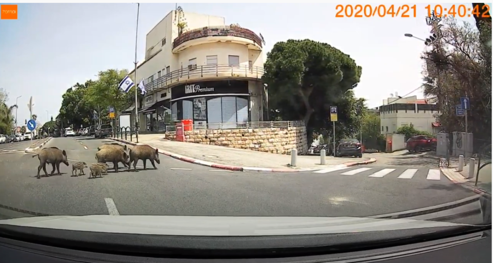חזירי בר בחיפה ציר מוריה (צילום איב עמוס)