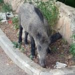 חזיר בר בחיפה (צילום: אמיר ויצמן מורה לנהיגה מחיפה)