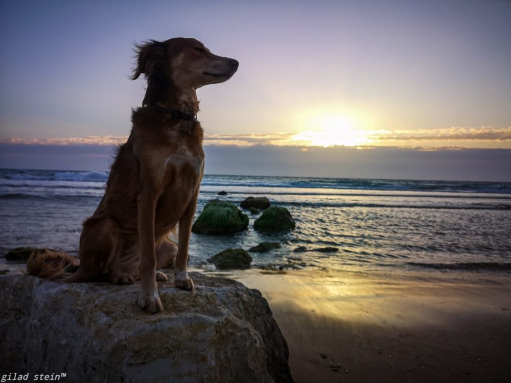 כלב בחוף הים עם השקיעה (צילום: גלעד שטיין)