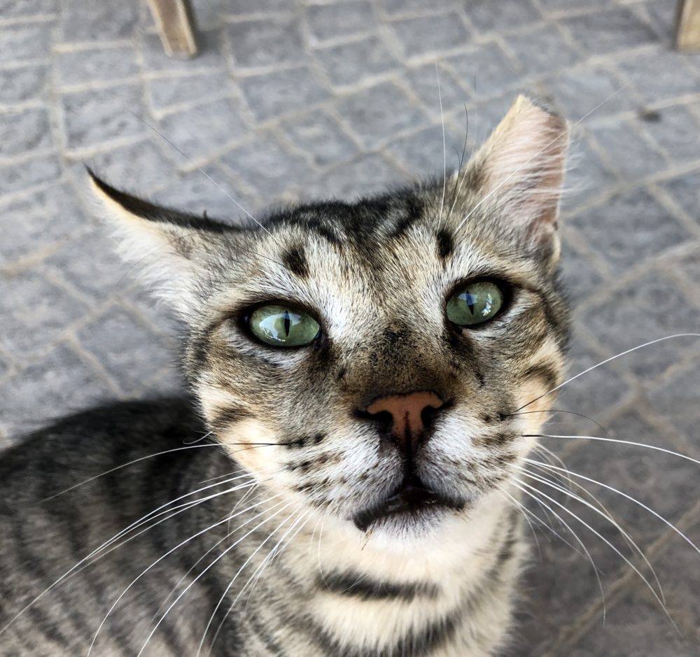 חתול מסורס עם אוזן שמאל קצוצה (צילום: ירון כרמי)
