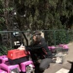 חתולים שנלכדו בכרמל הצרפתי לצורך עיקור וסירוס (צילום: ירון כרמי)