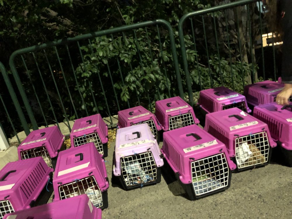חתולים שנלכדו בכרמל הצרפתי לצורך עיקור וסירוס (צילום: ירון כרמי)
