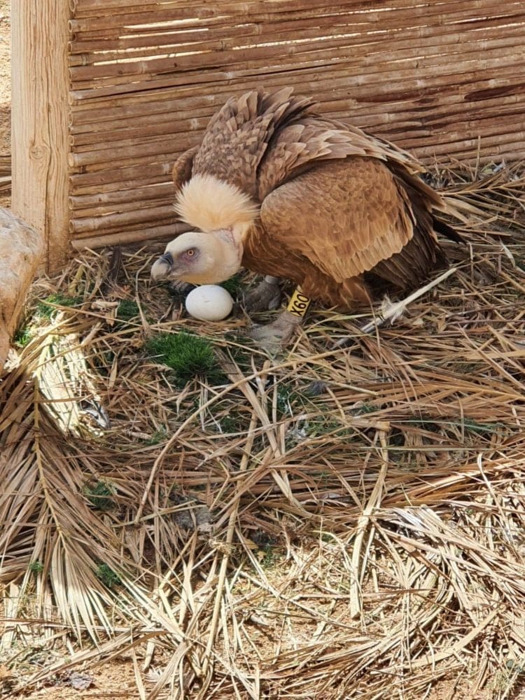 נשר עם ביצים (צילום: יגאל מילר רשות הטבע והגנים)