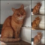 haipo-news-of-haifa-cats-180820