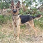 haipo news of haifa – dogs 180820 (4)